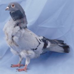 MEWKA CHISKA3